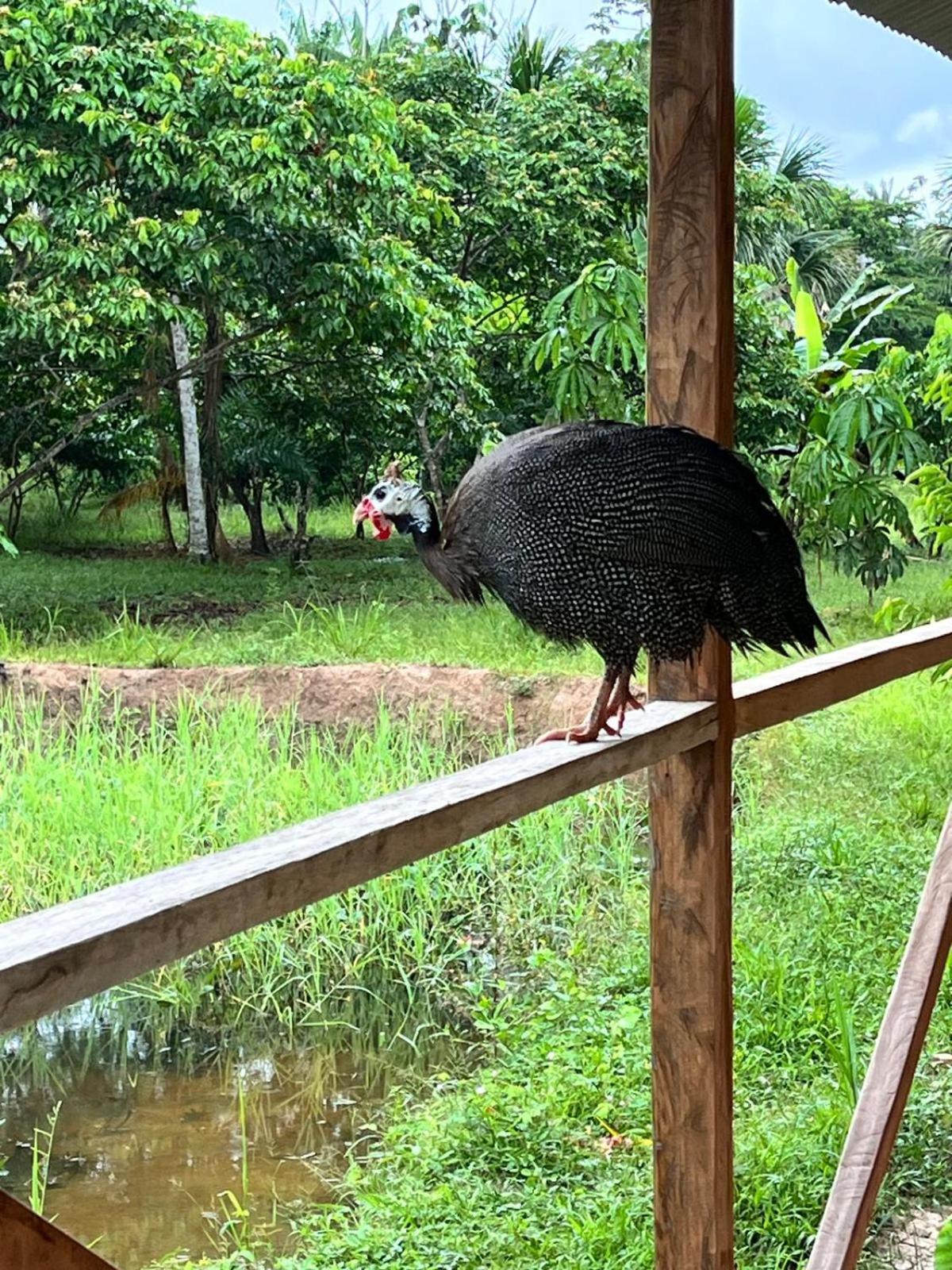 Purachata Ecolodge Iquitos Exteriér fotografie