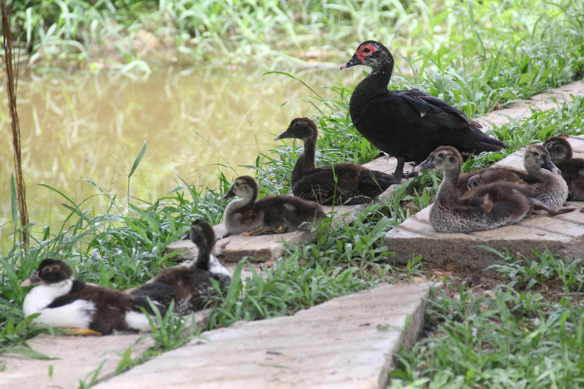 Purachata Ecolodge Iquitos Exteriér fotografie